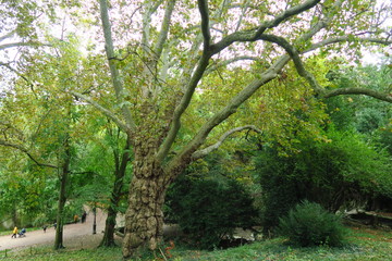 Obraz premium Branches et feuillage.