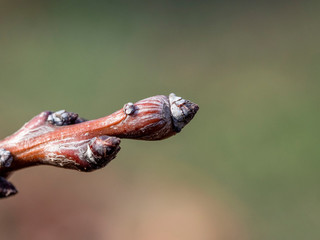 Garden, plants, textures