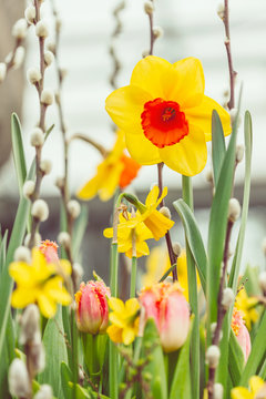 Daffodils and tulips