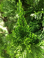 green branches of a furtree