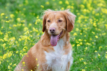 Beautiful brown breton dog in a meadow