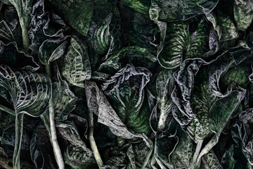 green frozen leaves background texture  winter mornings