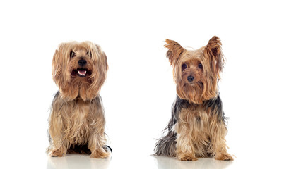 Yorkshire dogs looking at camera