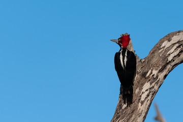 Lineated Woodpecker sitting on tree in the Pantanal, Brazil 
