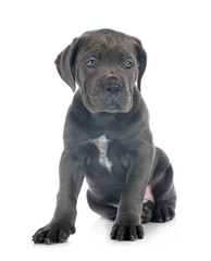 puppy cane corso