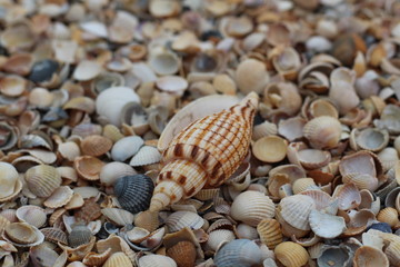 Macro mode. A large beautiful shell lies among the many small shells on the shore