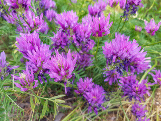 Field of clover flowers