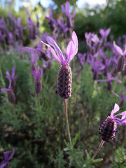 Lavendel