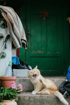 Cat yawning
