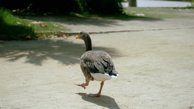 Close-up shot of one goose walking in a park in Barcelona. Spain. 4K