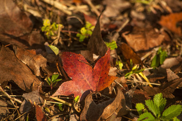 autumn leaves