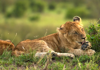 Lion cubs relaxing in Masai Mara
