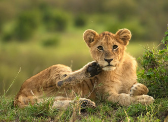 Lion cubs relaxing in Masai Mara