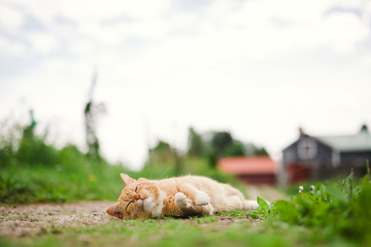 Cat lying on road