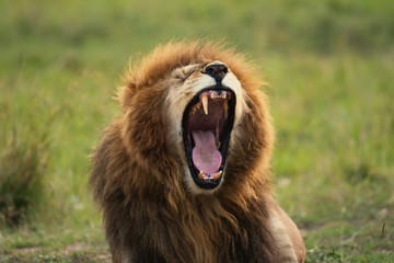 Male lion sitting in Masai Mara