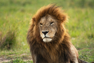 Naklejka na ściany i meble Male lion sitting in Masai Mara