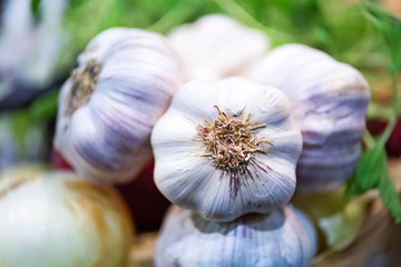 Close-up of raw and unpeeled garlic bulbs from organic farm.