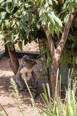 Koala bear in Australia. Species that are in danger of getting into estinção, mainly by the burnings in australia. Koala awake, climbing tree with spot on chest.