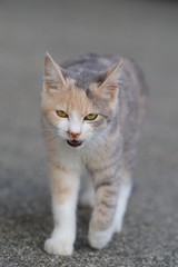 Obraz premium 歩く猫