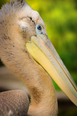 Detail pelican face with green background
