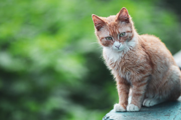 Naklejka na ściany i meble beautiful well-groomed domestic cat walking on the street