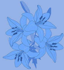 blue lily flower isolated silhouette
