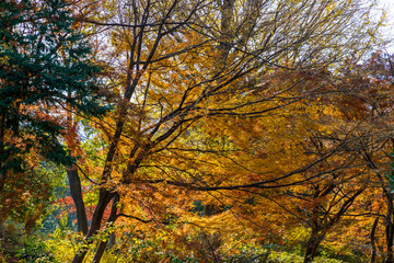 枯れ木と紅葉したモミジの木