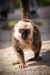 The male white-headed lemur (Eulemur albifrons) with food