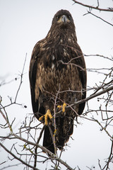 Immature Bald Eagle at George C. Reifel Bird Sanctuary