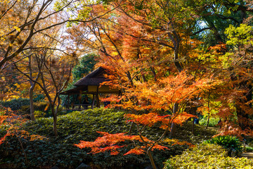 六義園のモミジと四阿