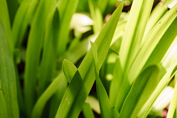 Green leaves are photographed in the afternoon. Some leaves looks brighter than others,