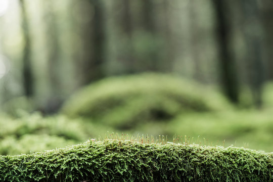 Moss on log in forest