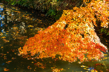 紅葉したモミジと川