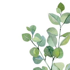 Watercolor card hand painted silver dollar eucalyptus. Greenery branches and leaves isolated on white background.  Floral illustration for wedding inspiration, poster, greeting card.