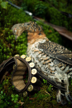 Bullet belt, dead bird on background