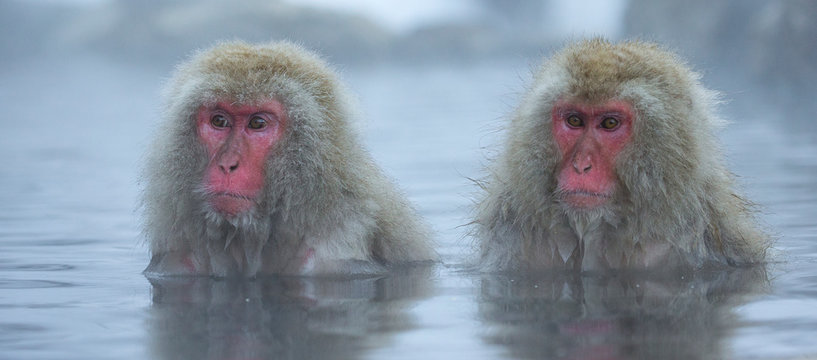 Japanese Macaques in hot spring