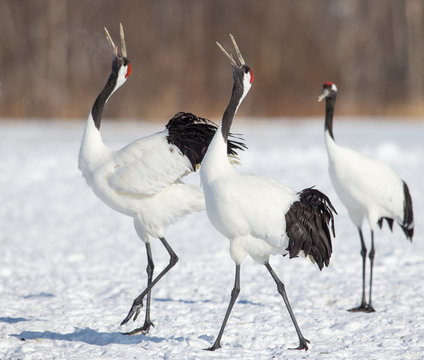 Red crown cranes on snow