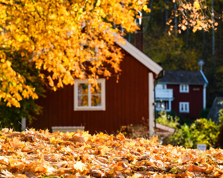 Autumn leaves