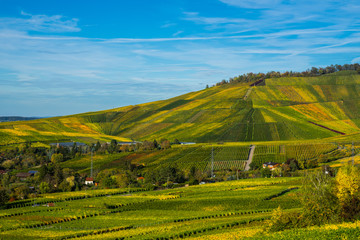 Fototapeta na wymiar Germany, Colorful vineyards of kappelberg mountain in autumn season with blue sky on sunny day next to fellbach and stuttgart
