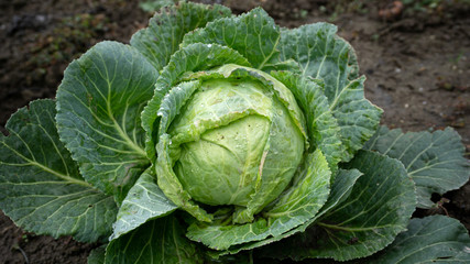 Fototapeta premium White cabbage in garden ready to be harvest farming