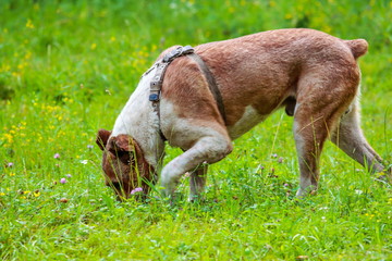  huge beautiful dog on the grass