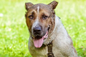  huge beautiful dog on the grass