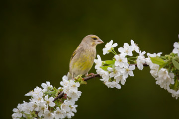 Female Eurasian greenfinch (Chloris chloris) on a blossoming branch