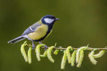 Great tit, Parus major, single bird on branch