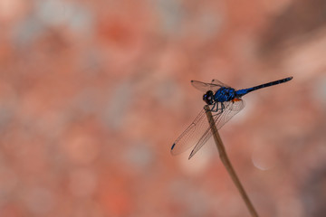 Dragonfly in Sri Lanka