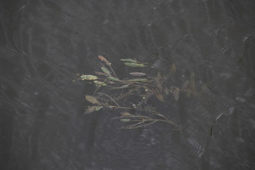 Plant under the water