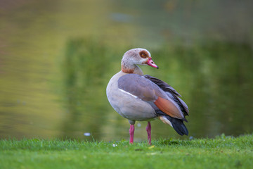 Adult Egyptian Goose (Alopochen aegyptiacus)