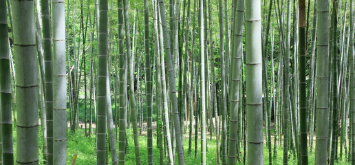 竹林　竹　新緑の竹林　新緑　竹畑　