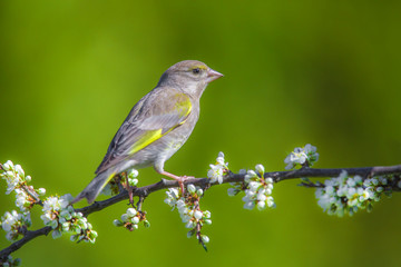 Eurasian greenfinch (Chloris chloris) on a blossoming branch