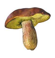 Porcini.Realistic watercolor illustrations for botanical themes, hobbies such as collecting forest gifts,healthy food, natural ingredients, autumn harvest festival,packaging of pickles and dried foods